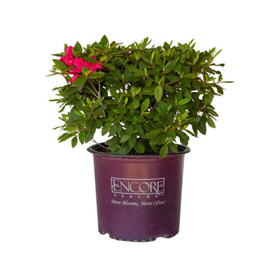 Autumn Sangria - Vibrant Neon Pink Azalea | Encore Azalea