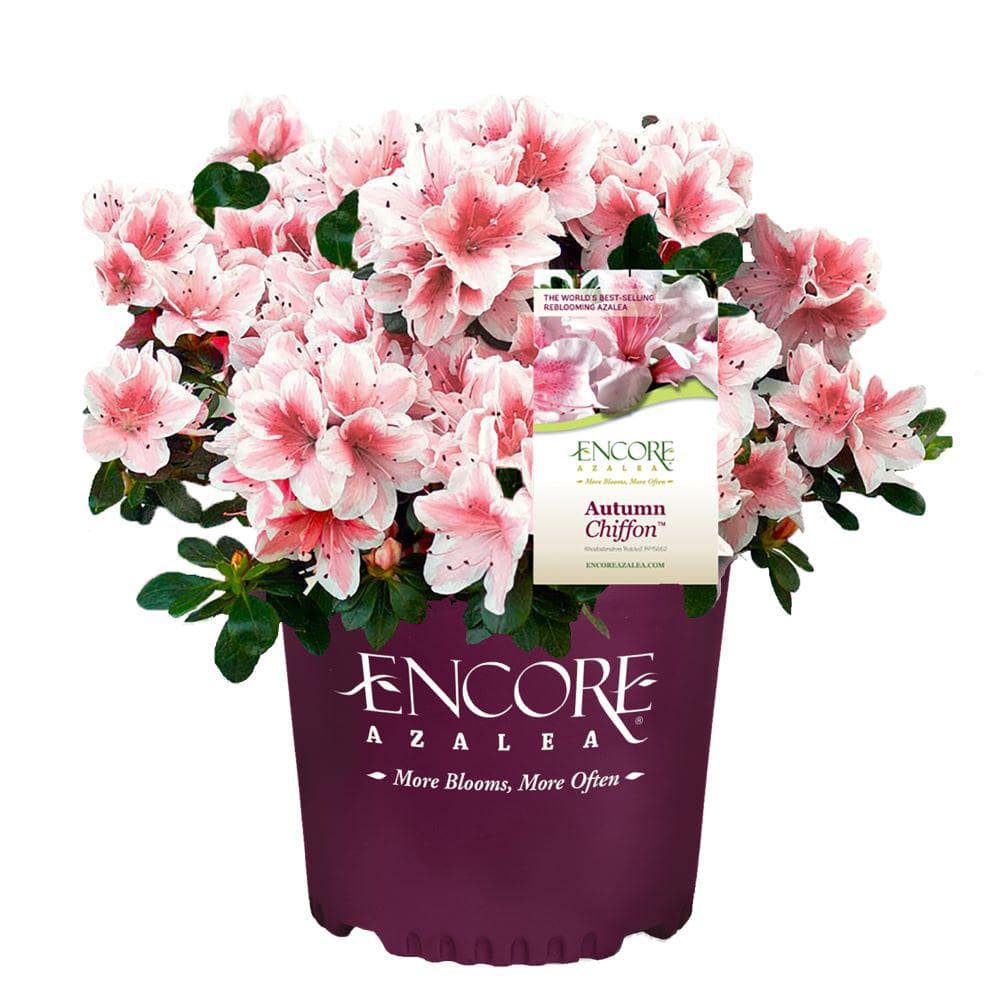 3G Encore Azalea Autumn Chiffon for sale with bicolor pink and white flowers. Pink azalea for sale
