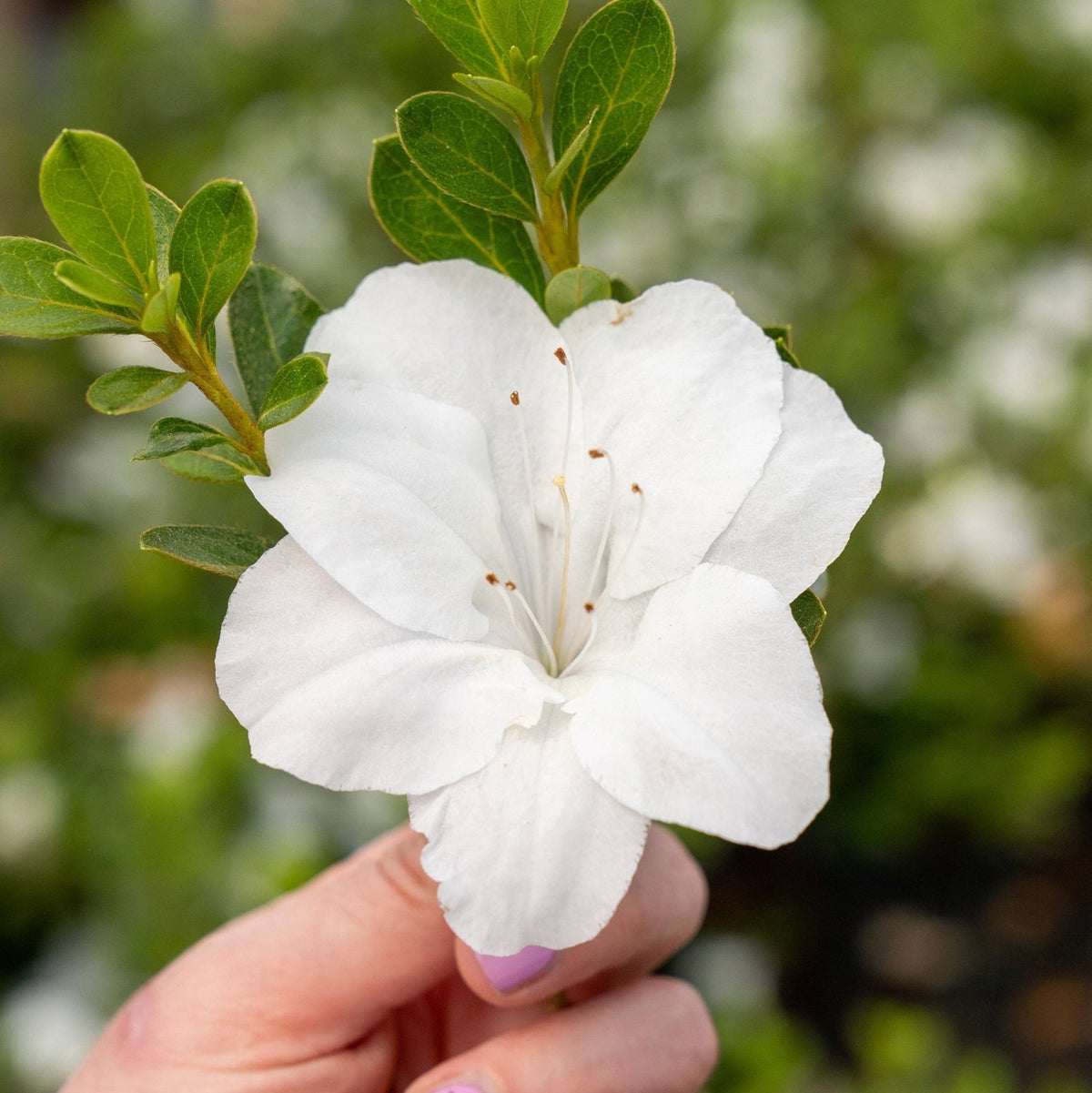 Autumn Angel - Compact White Reblooming Azalea
