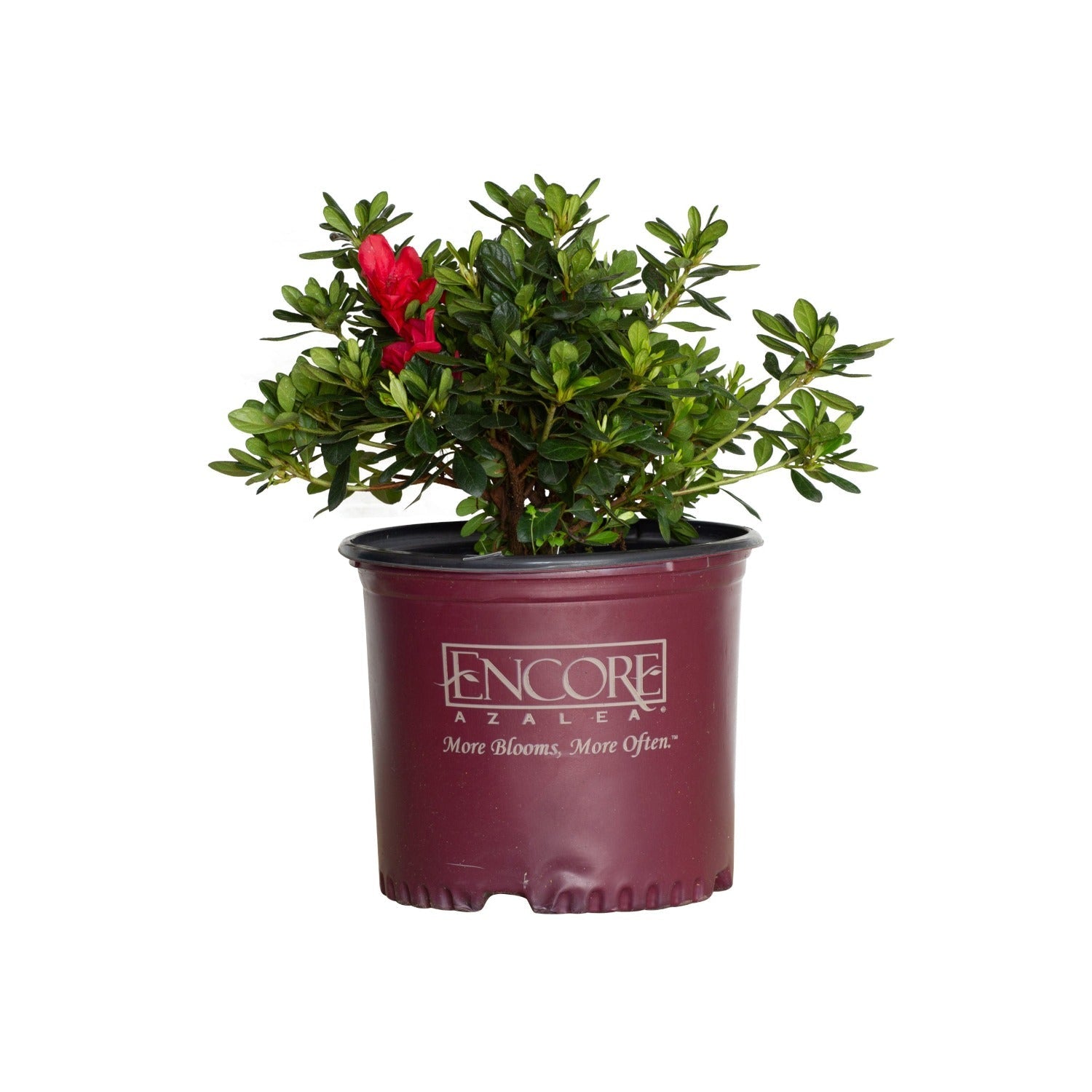2 Gallon Encore Azalea Autumn Bonfire for sale with green foliage and red flowers