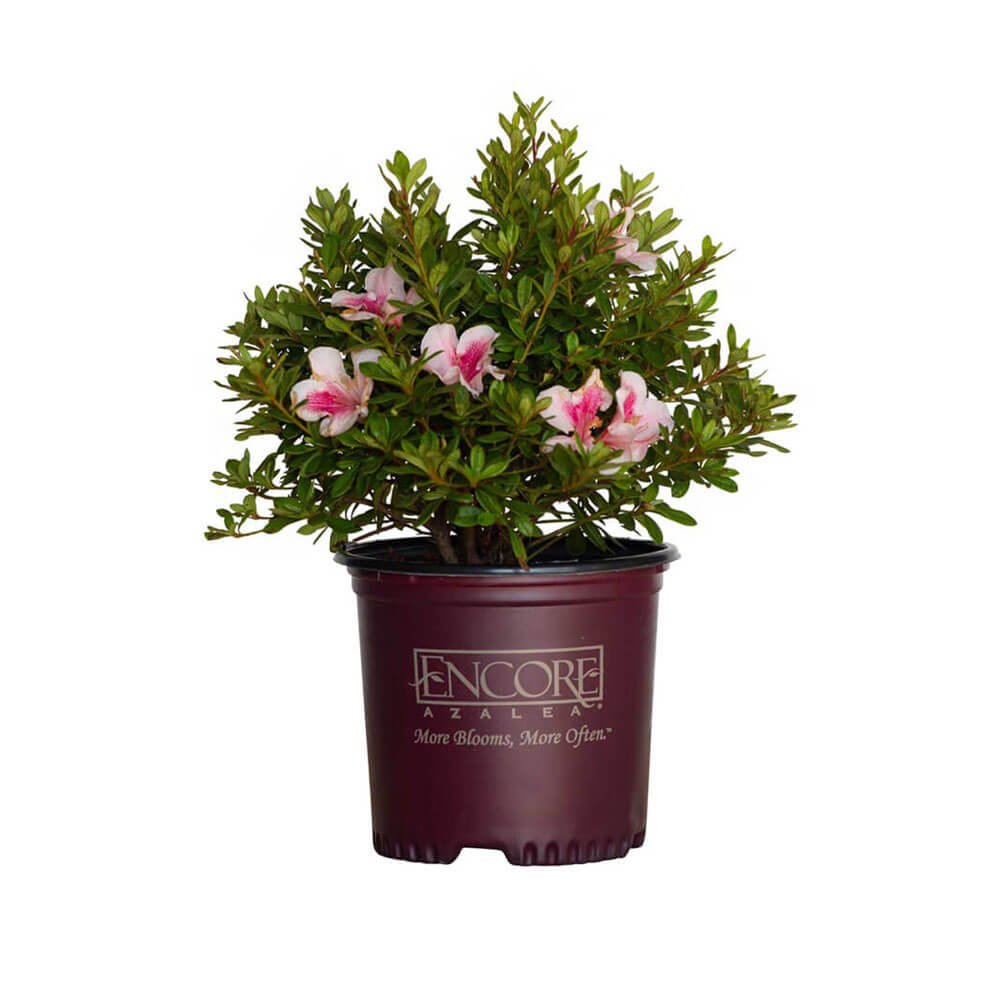 Pink flowers and evergreen foliage on Encore Azalea Autumn Chiffon in a maroon Encore Azalea brand pot on a white background