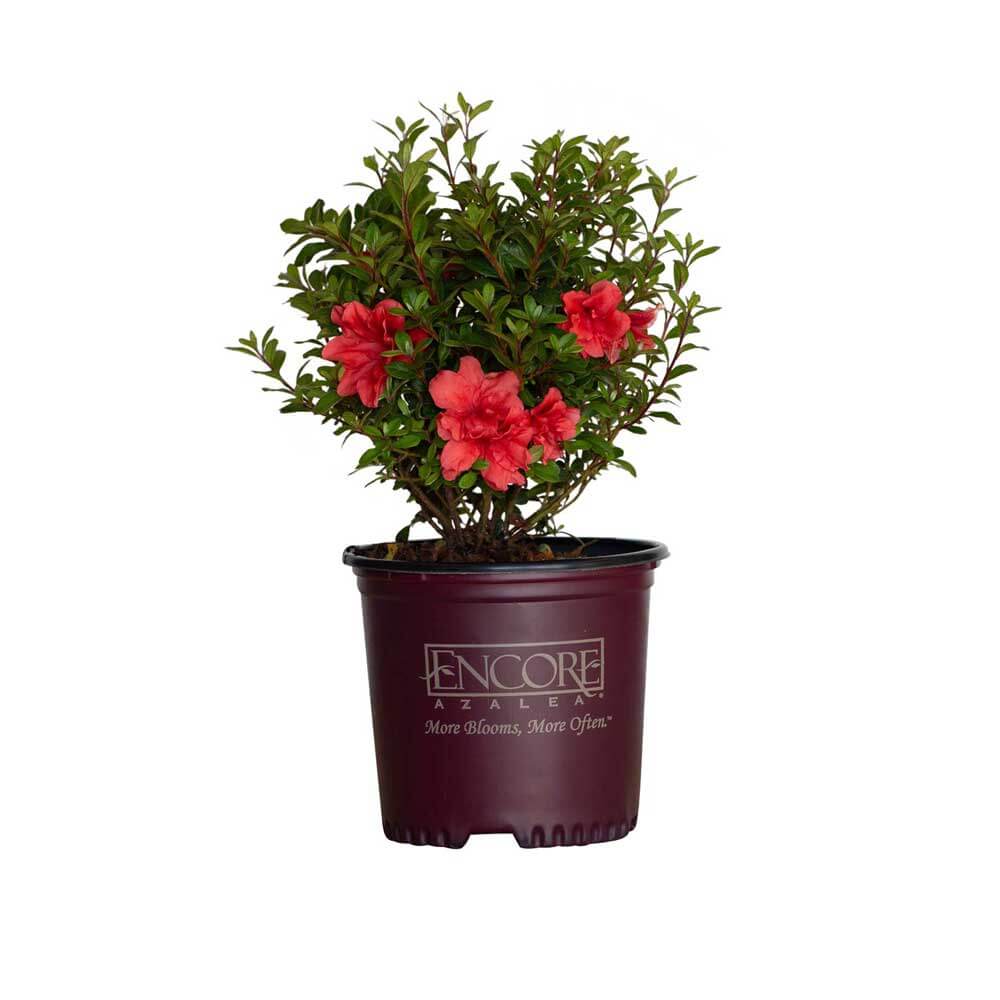 1 Gallon encore azalea autumn princess for sale with pink flowers Rhododendron hybrid ‘Roblea
