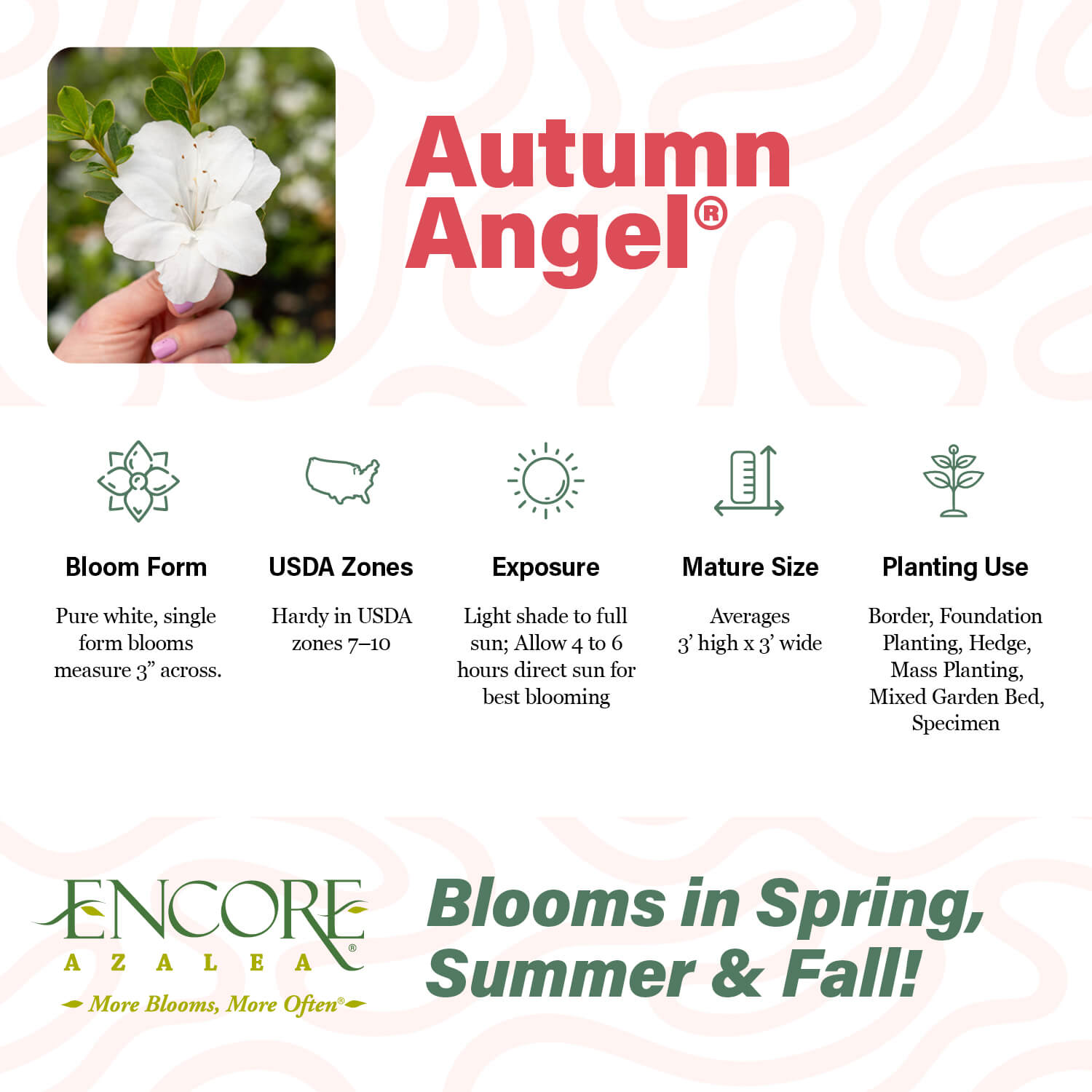 Autumn Angel - Compact White Reblooming Azalea | Encore Azalea