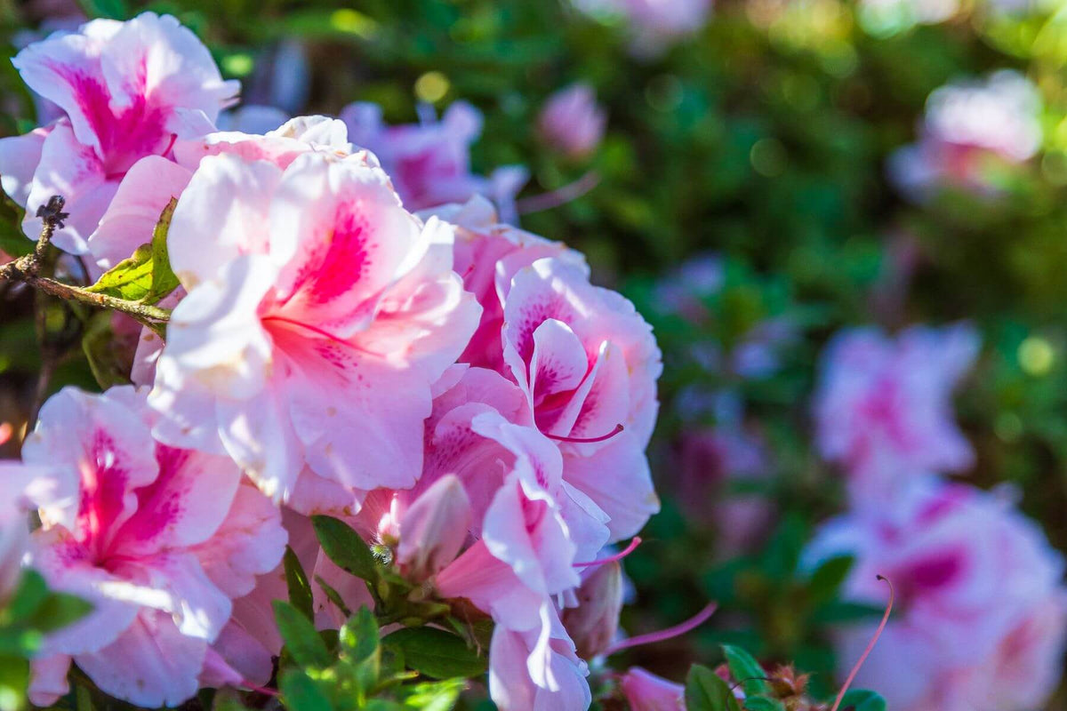 Autumn Belle - Ruffled Bicolored Blooms | Encore Azalea