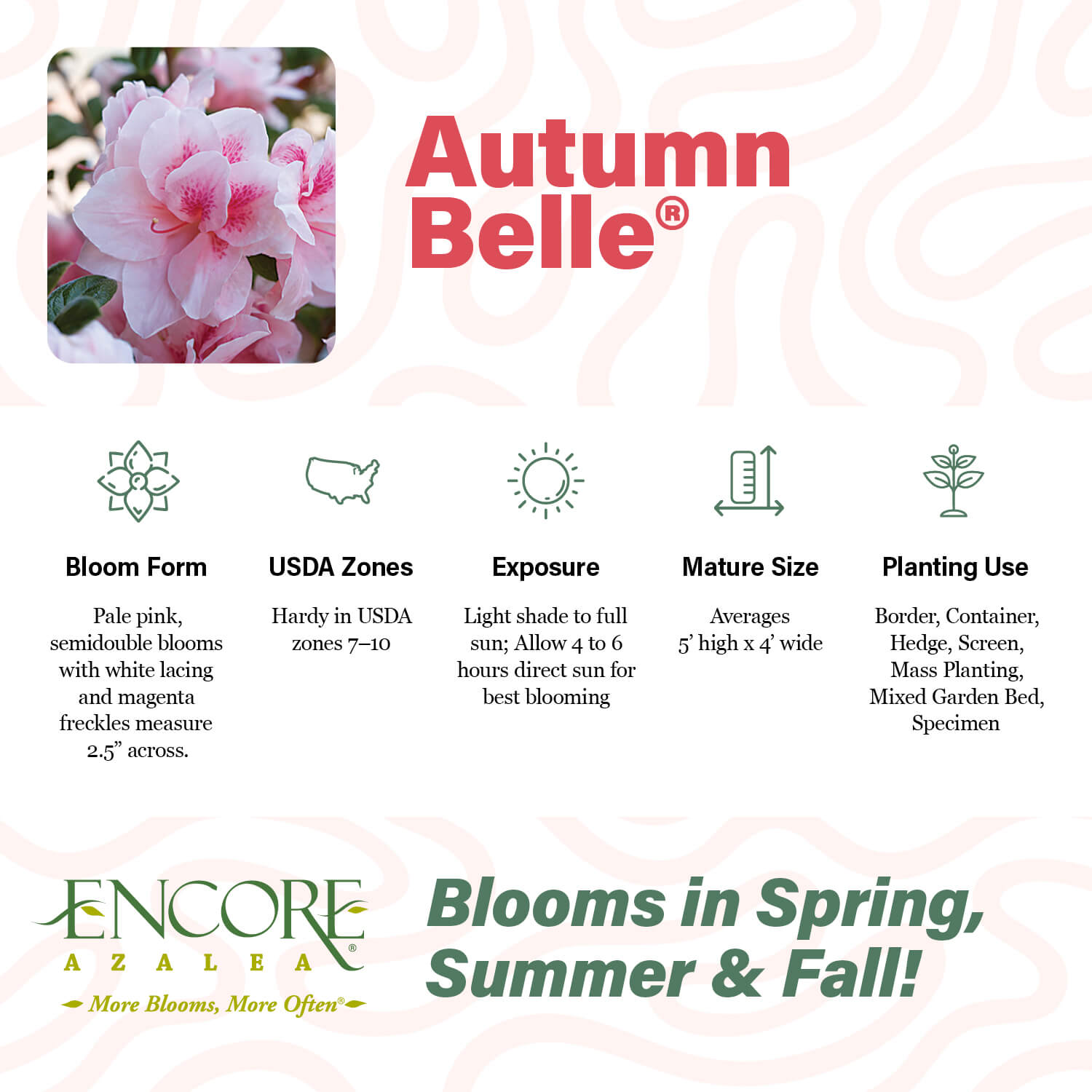 Autumn Belle®
