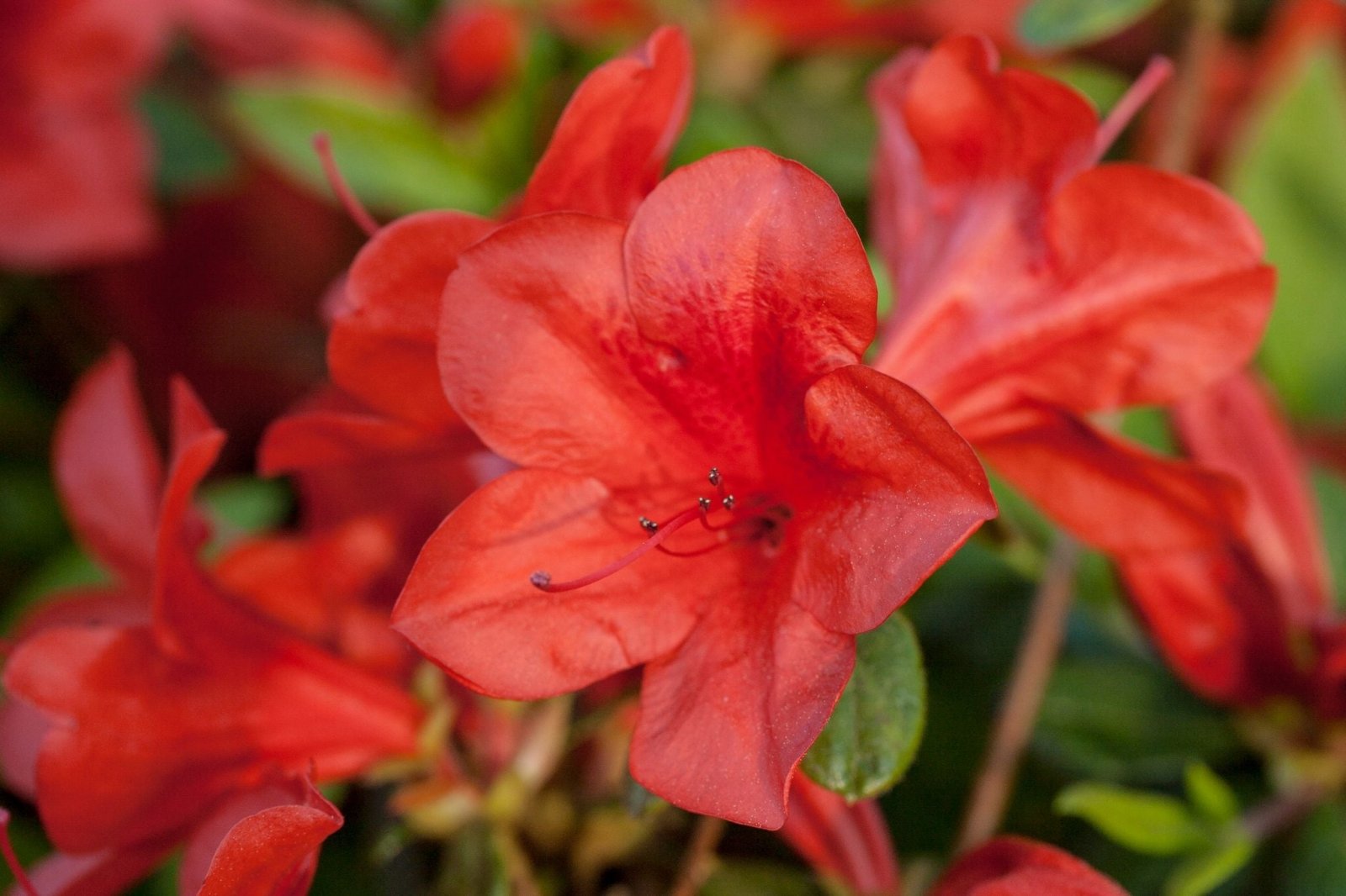 Red blooms and green leaves from Encore Azalea Autumn Bravo