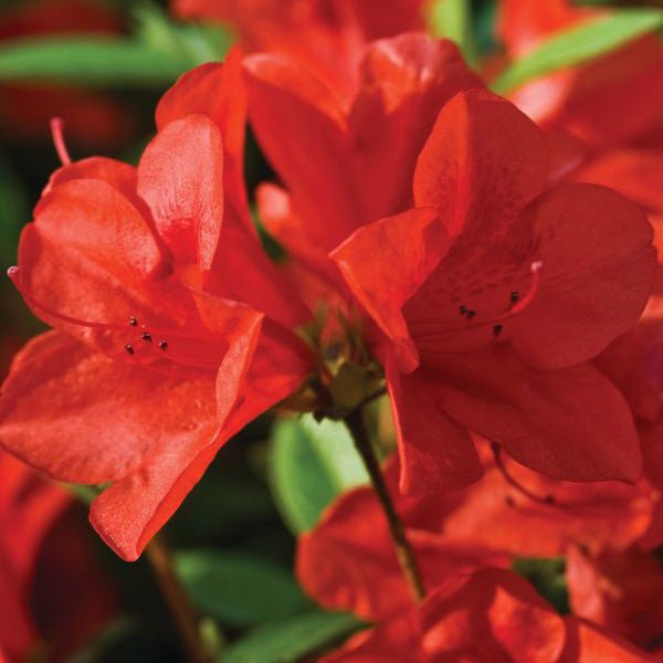 Red blooms of Autumn Bravo 