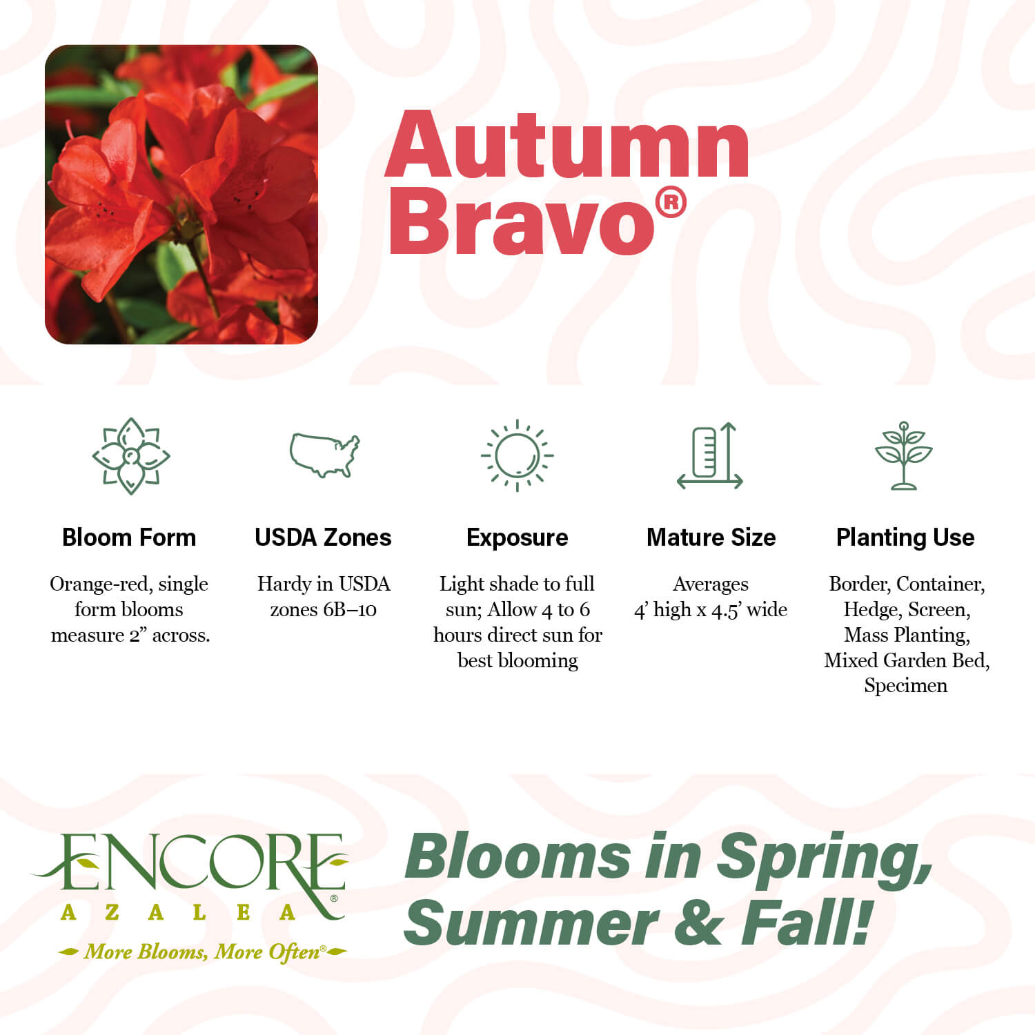 Autumn Bravo®