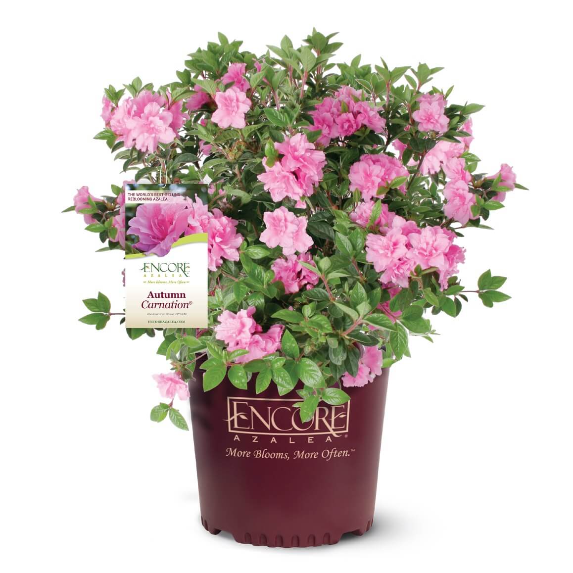 Potted Carnation Encore azalea plant with pink flowers and a visible brand label on a white background