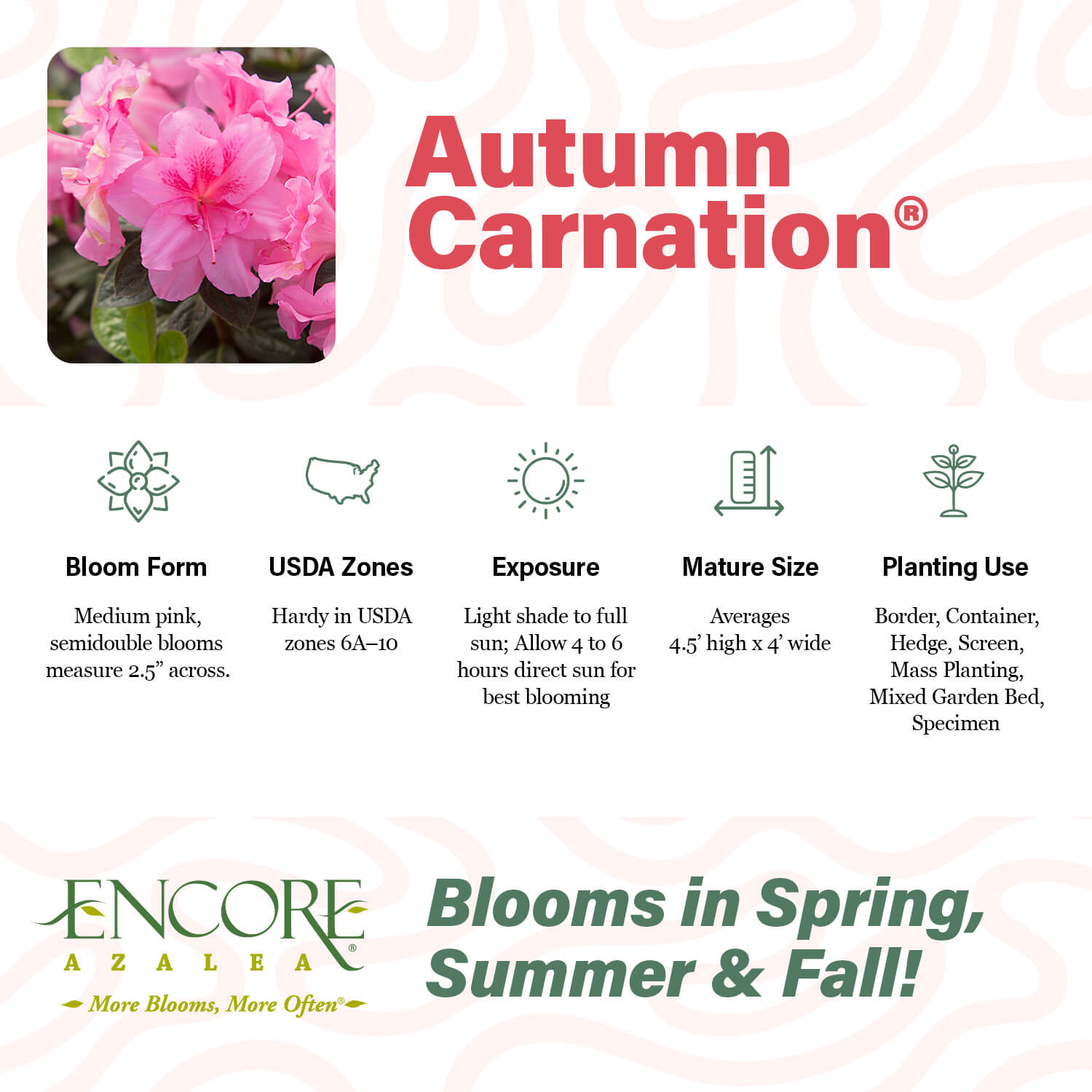 Autumn Carnation® | Encore Azalea