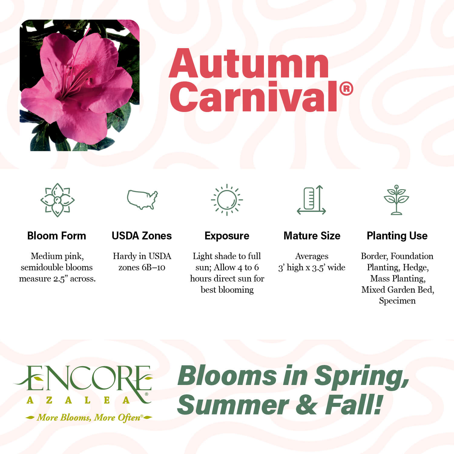 Autumn Carnival: Pink Reblooming Azalea | Encore Azalea