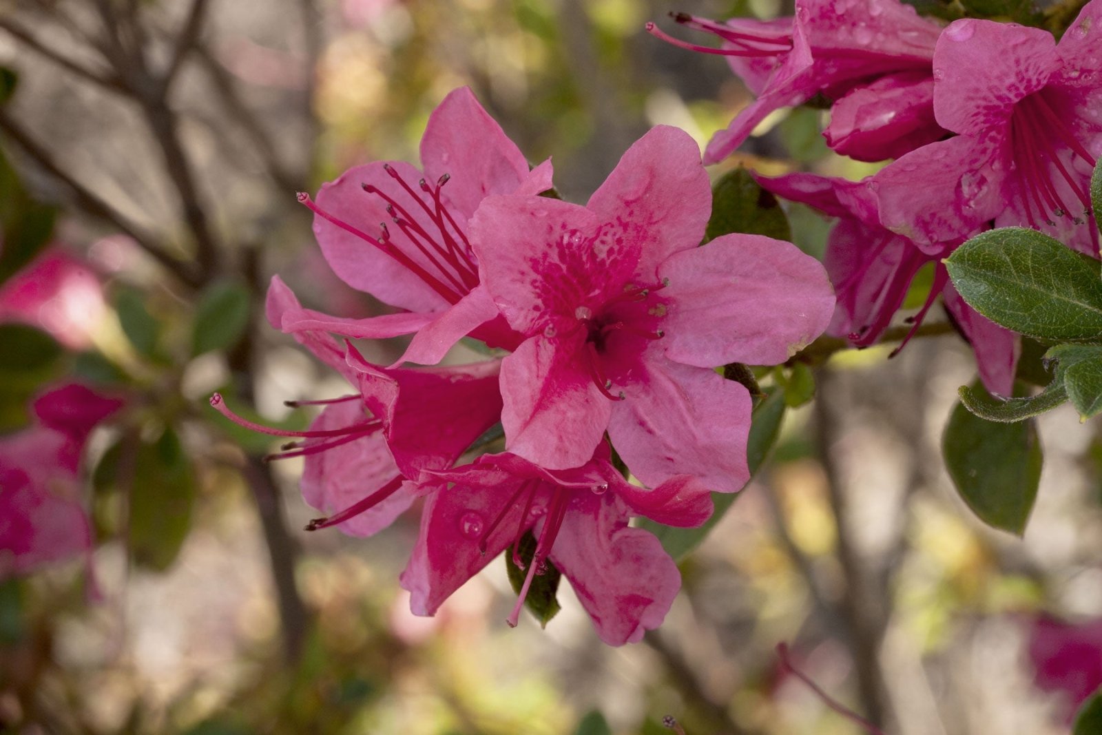 Close-up of Encore Azalea Autumn Cheer with pink flowers with green leaves on a blurred natural background