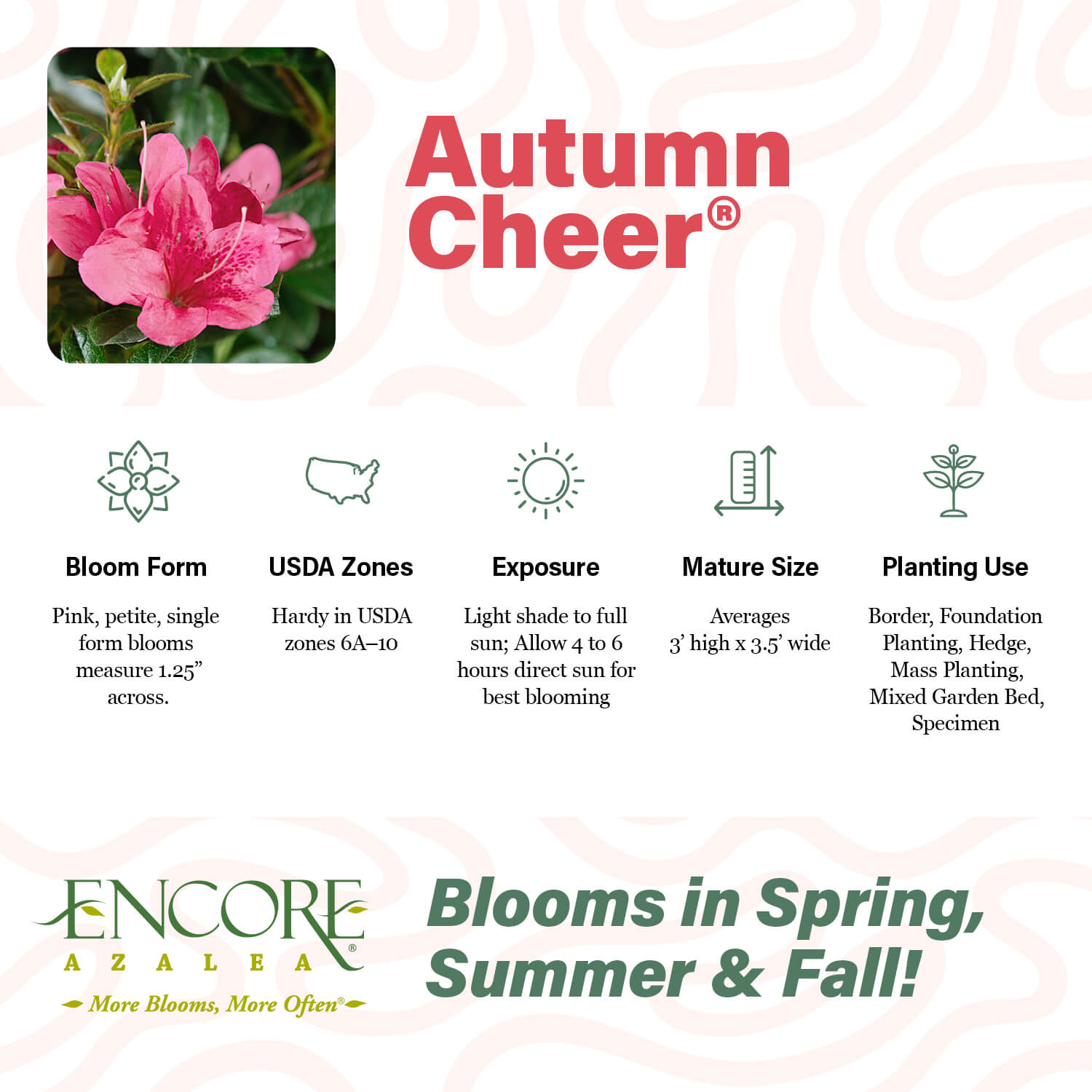 Autumn Cheer®