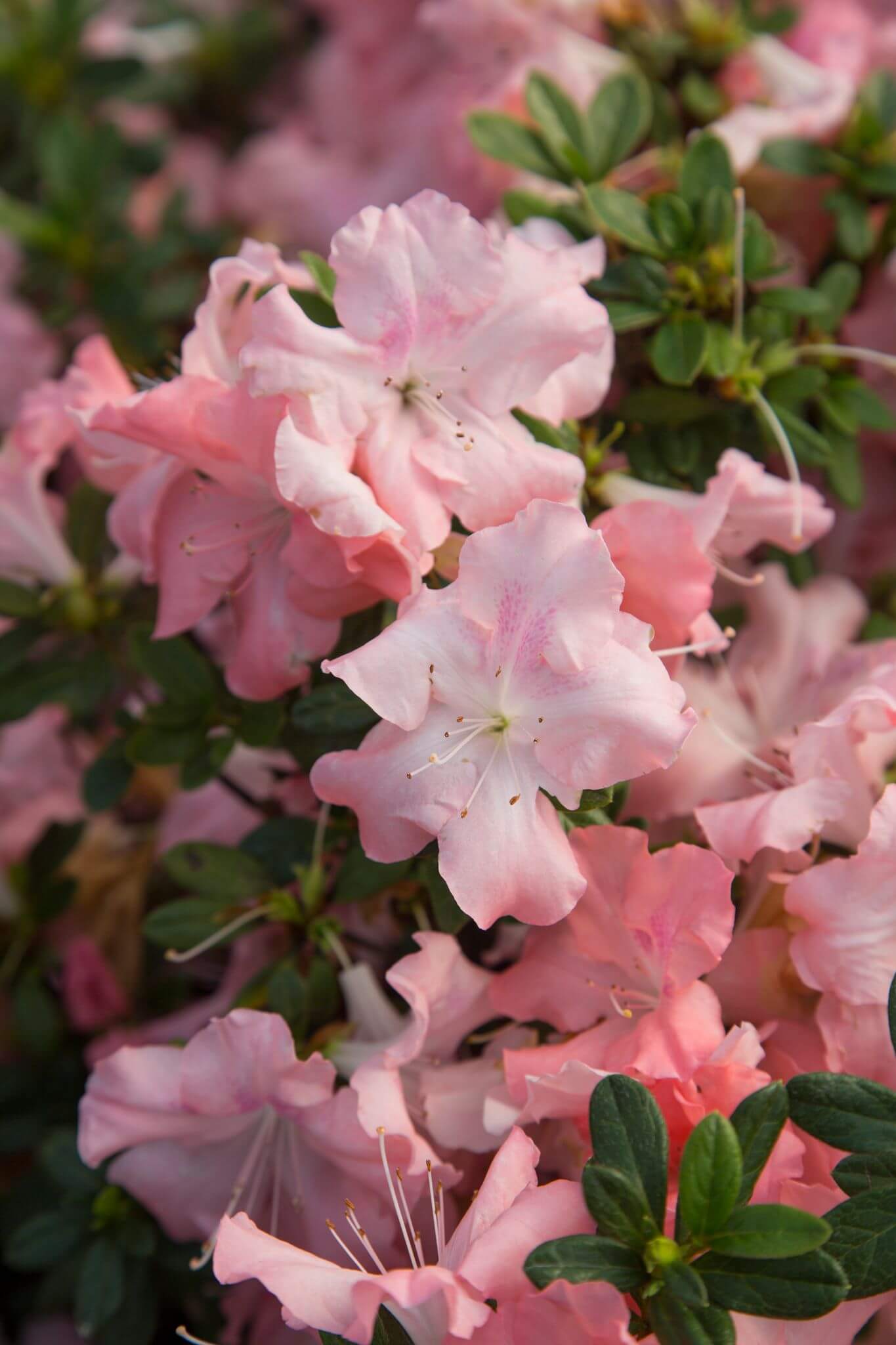 Autumn Debutante - Bicolor Reblooming Azalea | Encore Azalea
