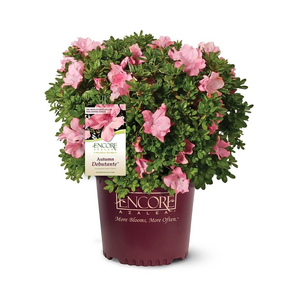 Autumn Debutante - Bicolor Reblooming Azalea | Encore Azalea