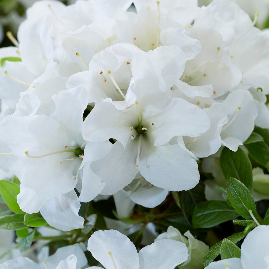 Classic White Azalea Flowers | Encore Azalea