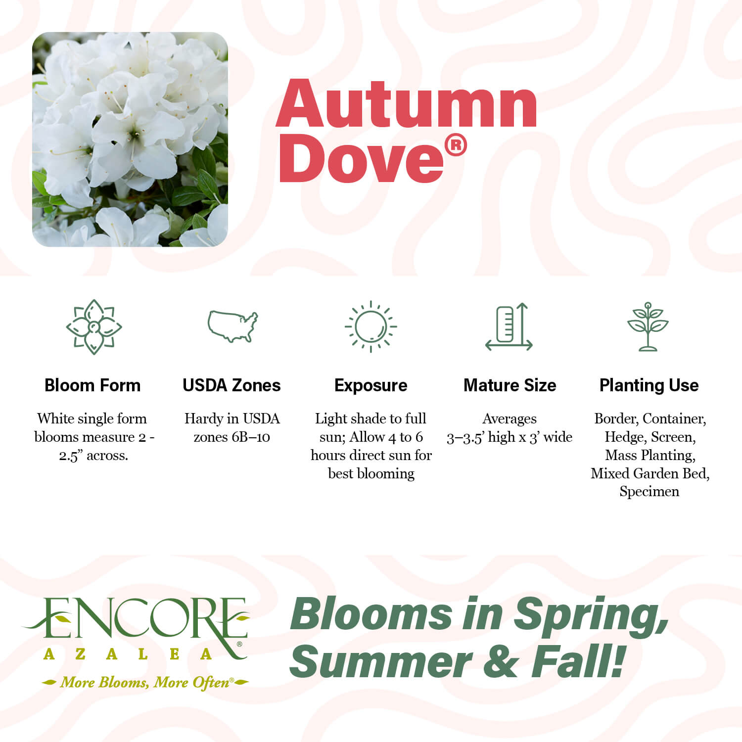 Autumn Dove®