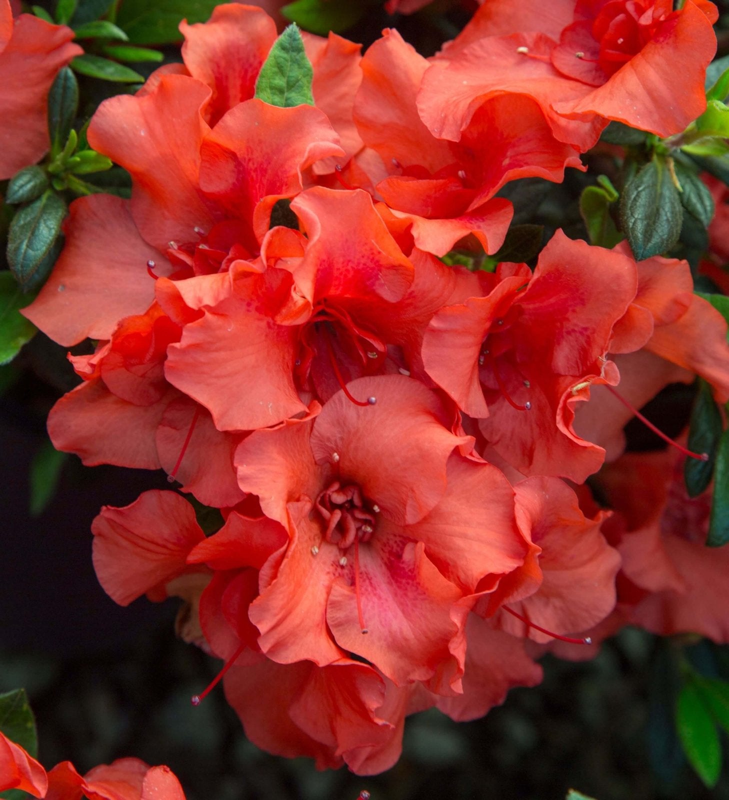 Close-up of vibrant redazalea flowers of the Encore Azalea Autumn Embers shrub with green leaves.