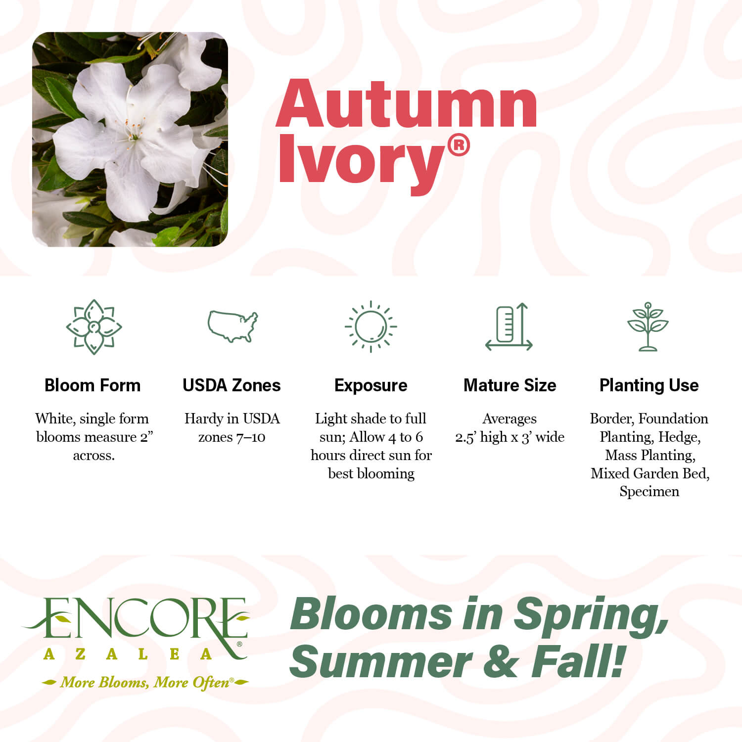 Autumn Ivory®