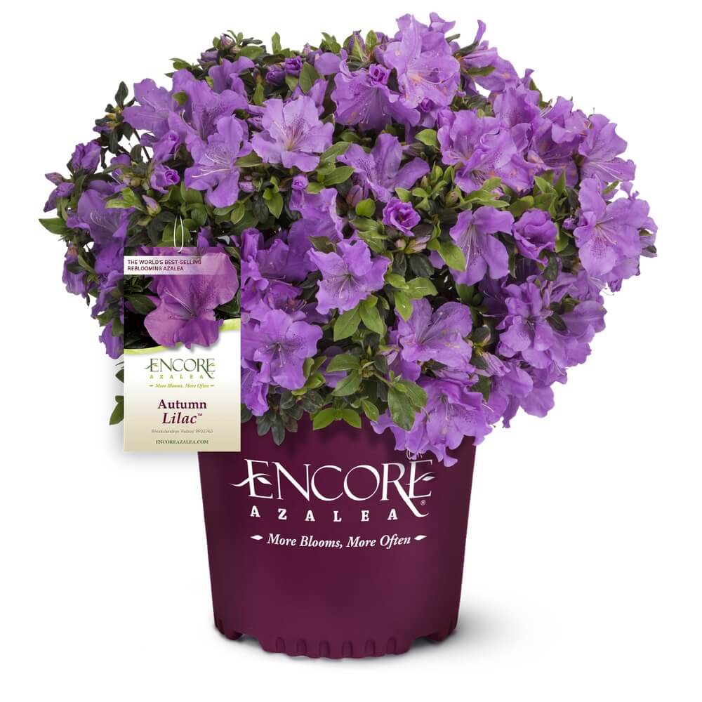 Potted Encore Azalea Autumn Lilac bush azalea. plant with purple flowers and a visible brand label on a white background