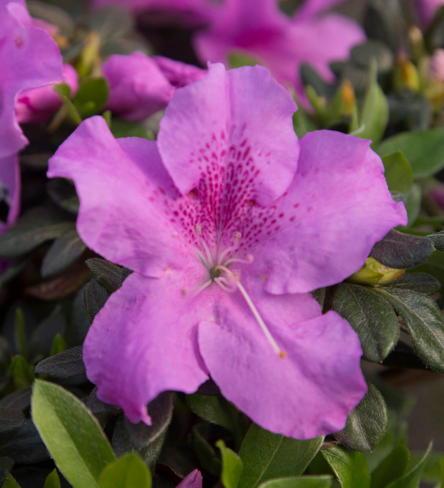 Close-up of a puprle azalea flower with green leaves. Encore Azalea Autumn Lilac Detail Image