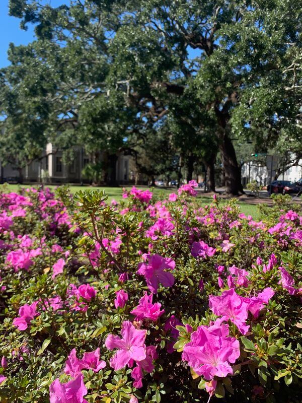Autumn Lilac® | Encore Azalea