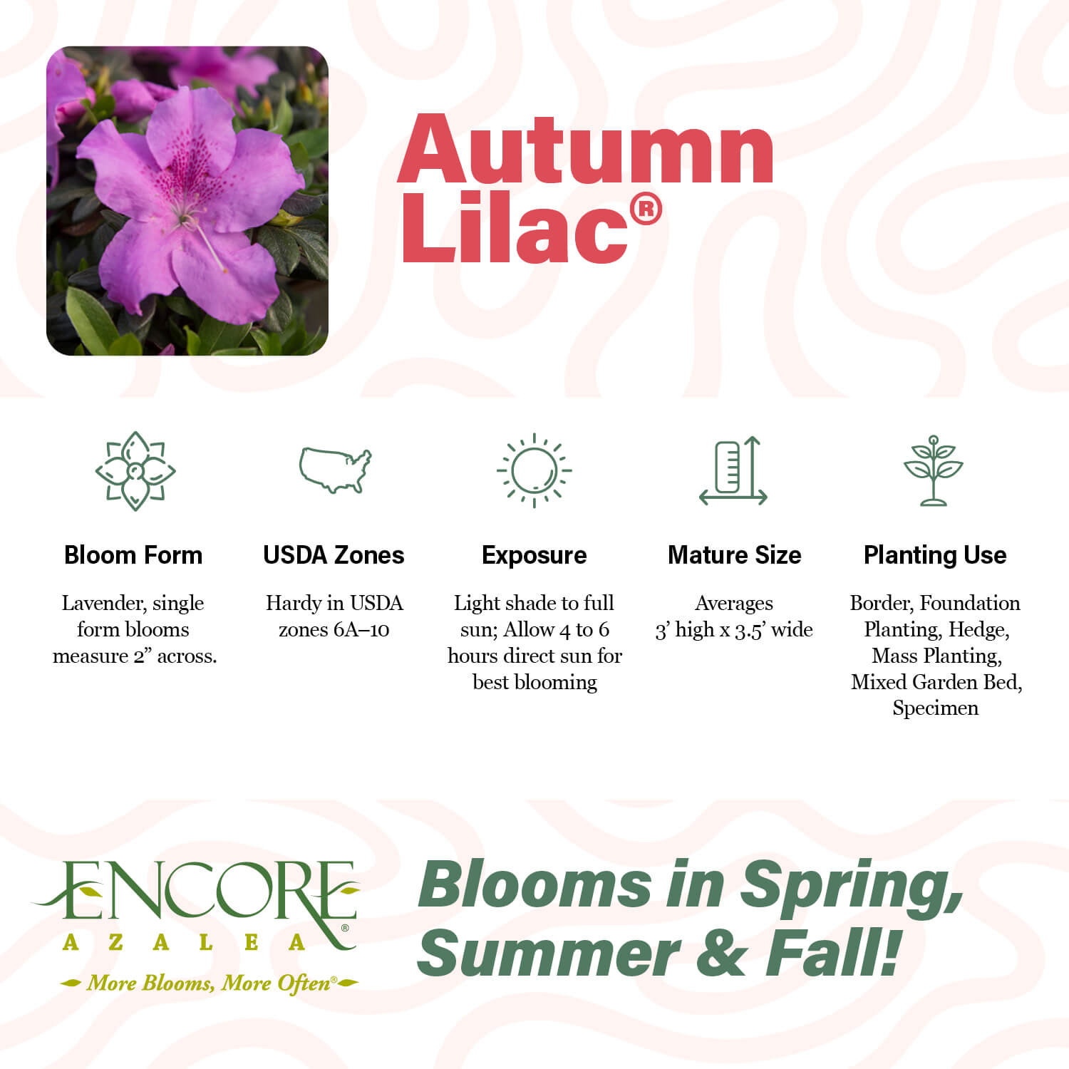 Encore Azalea Autumn Lilac fact sheet