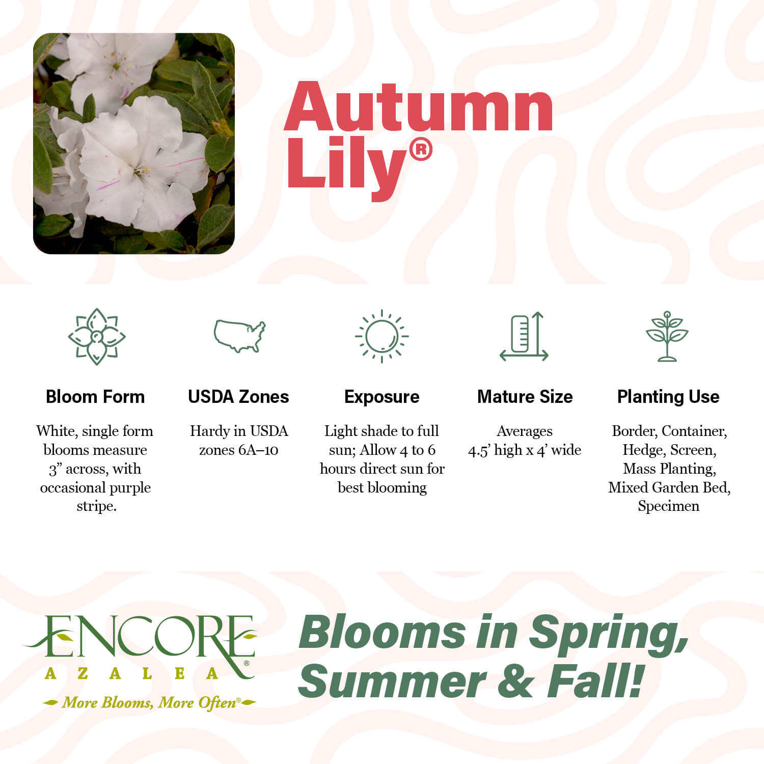 Autumn Lily®