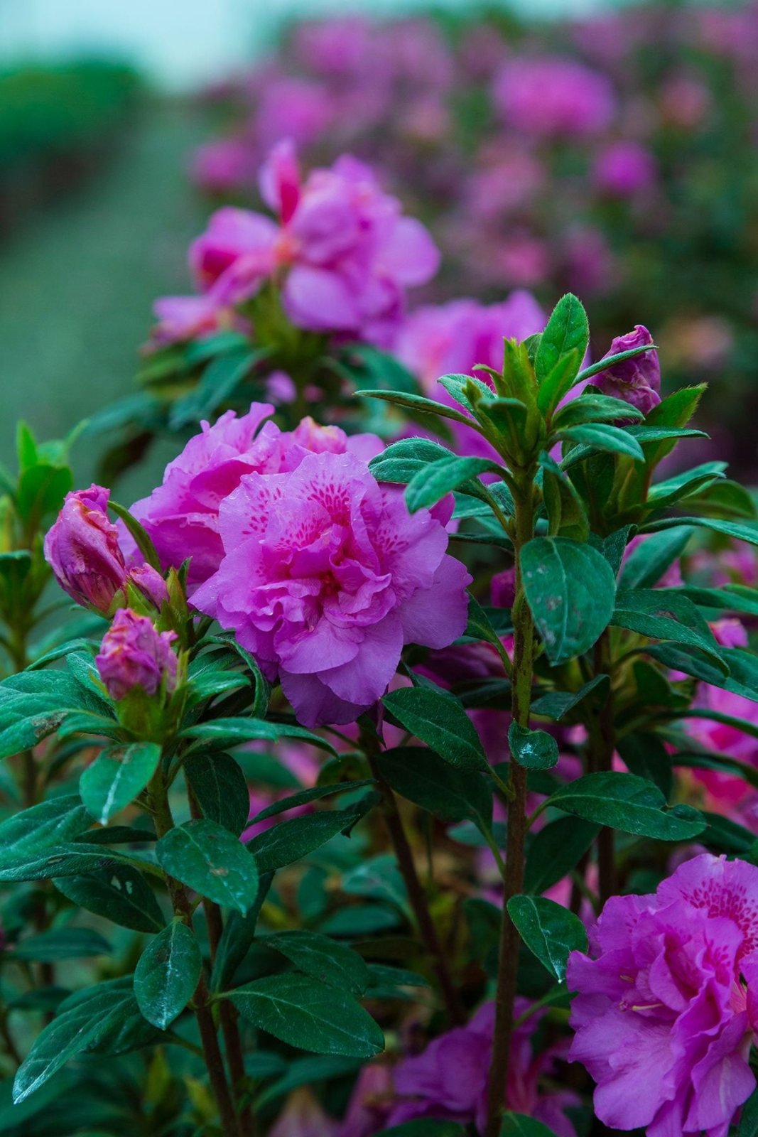 Autumn Majesty's purple pink flowers with green leaves in a garden setting