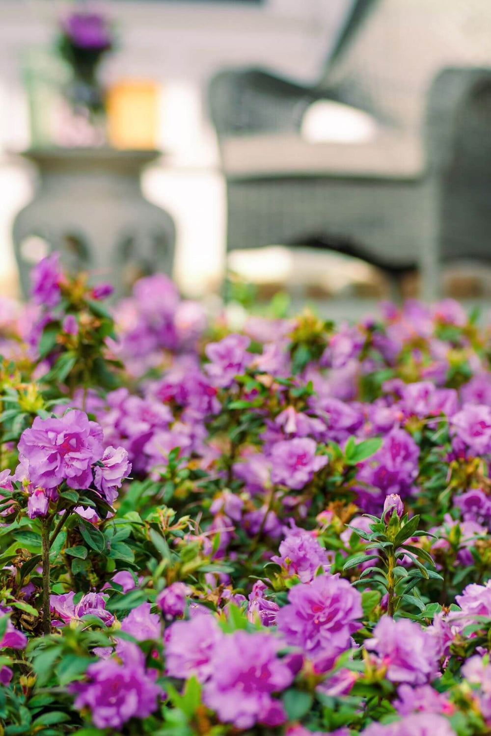 Autumn Majesty® | Encore Azalea