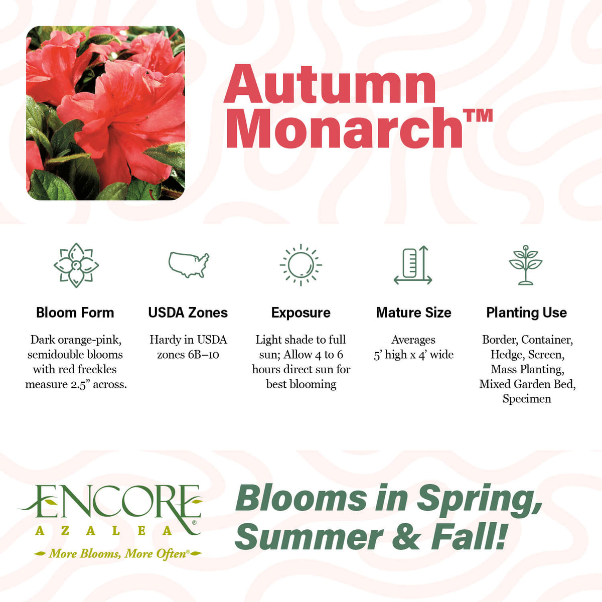 Autumn Monarch | Encore Azalea