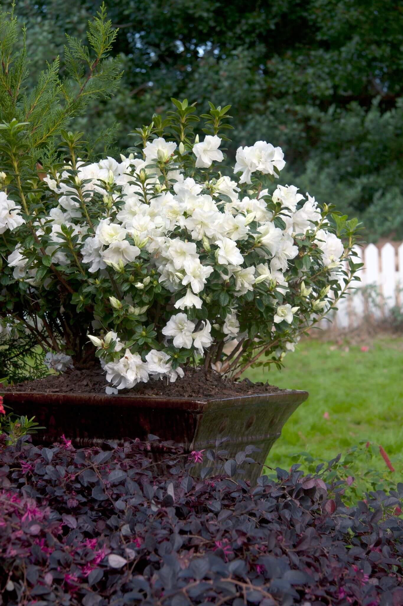 Autumn Moonlight - White Ruffled Rebloomer | Encore Azalea