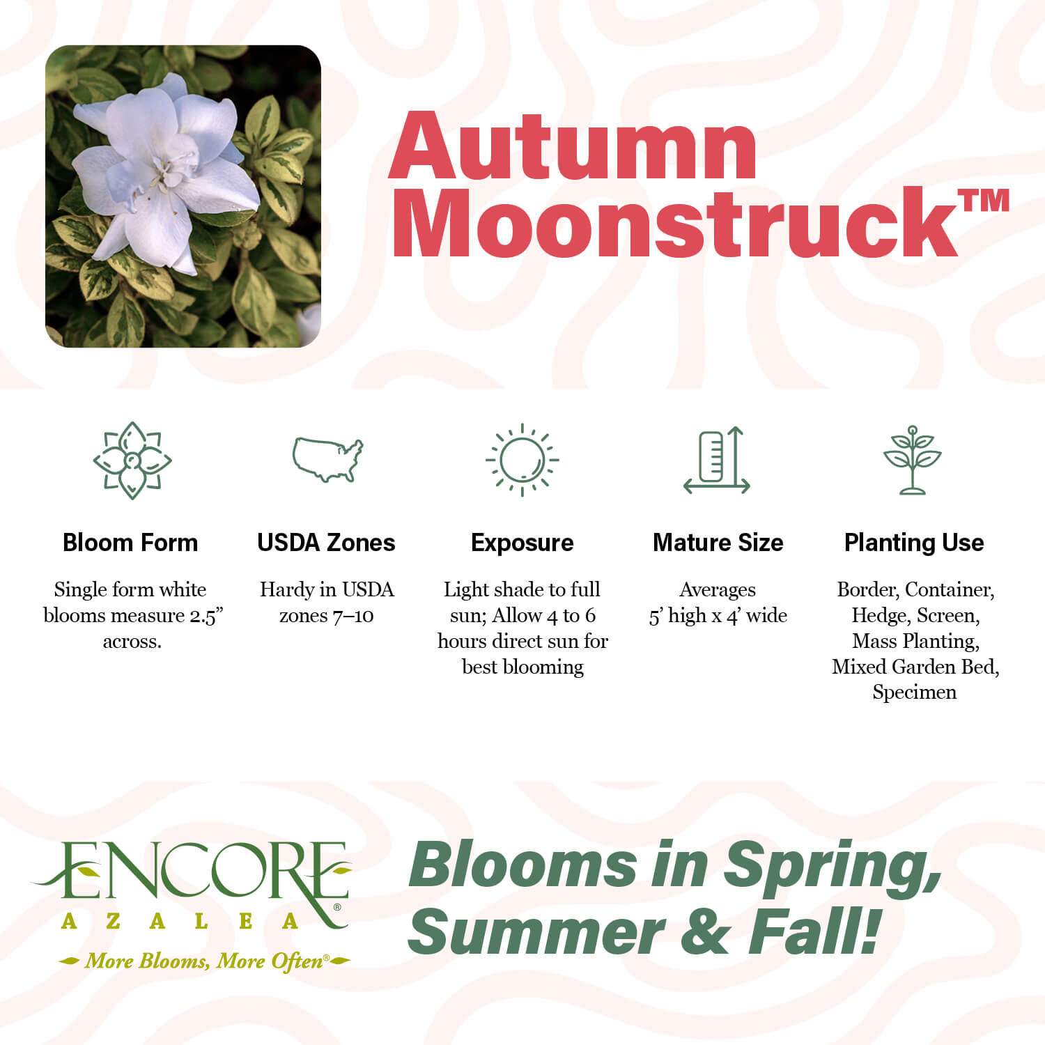 Autumn Moonstruck™