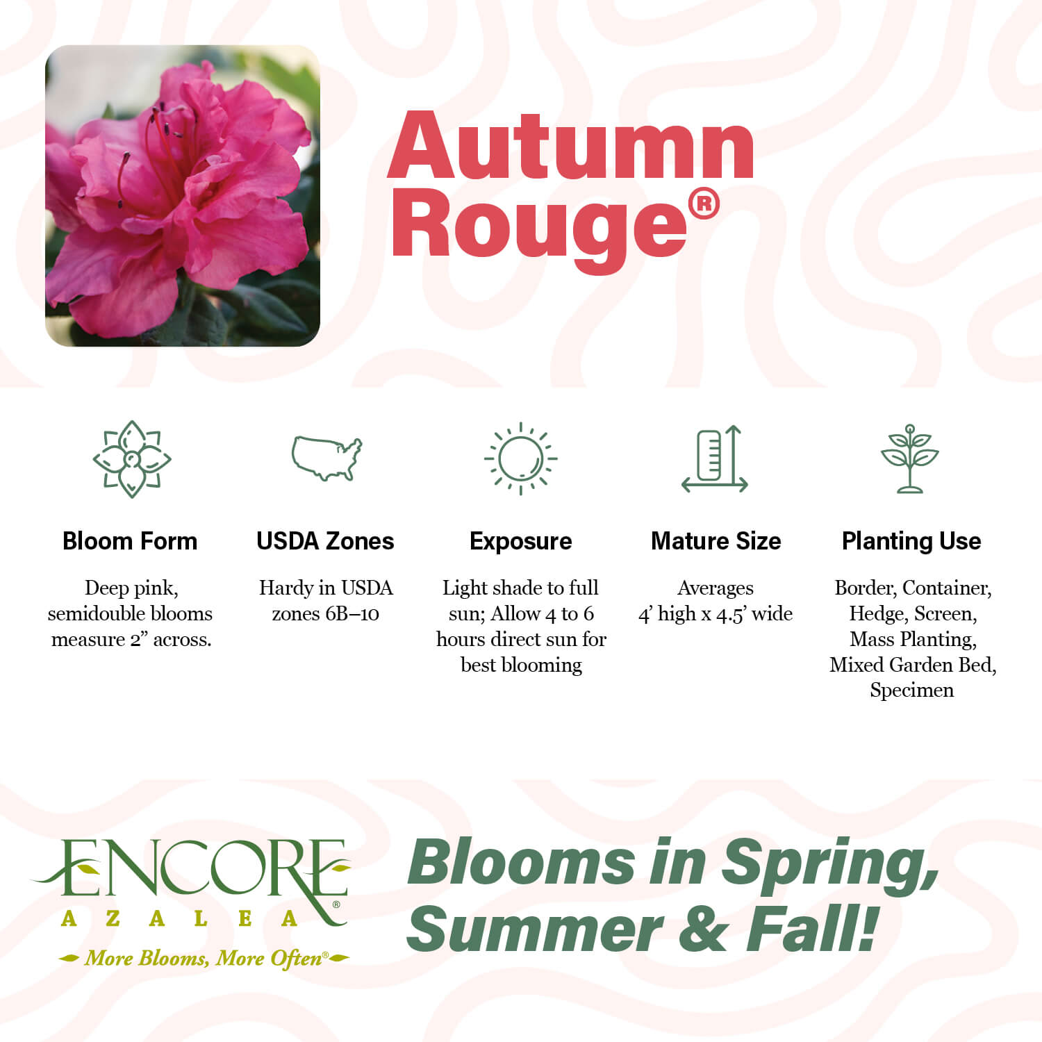Autumn Rouge®