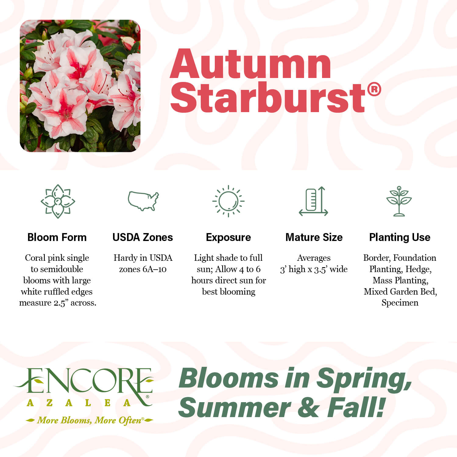 Autumn Starburst® | Encore Azalea