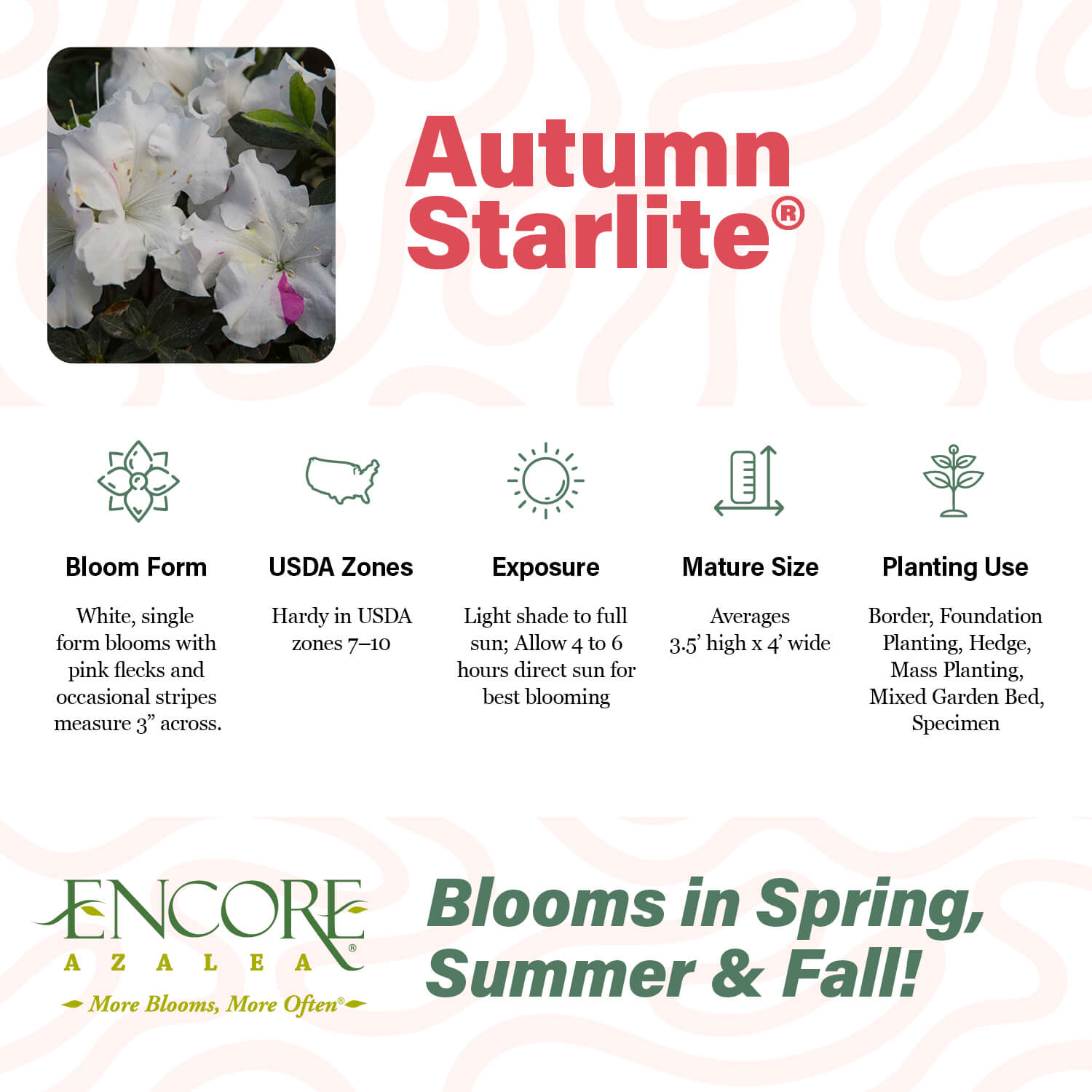 Autumn Starlite®