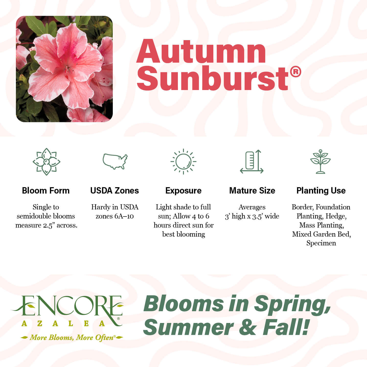 Autumn Sunburst®