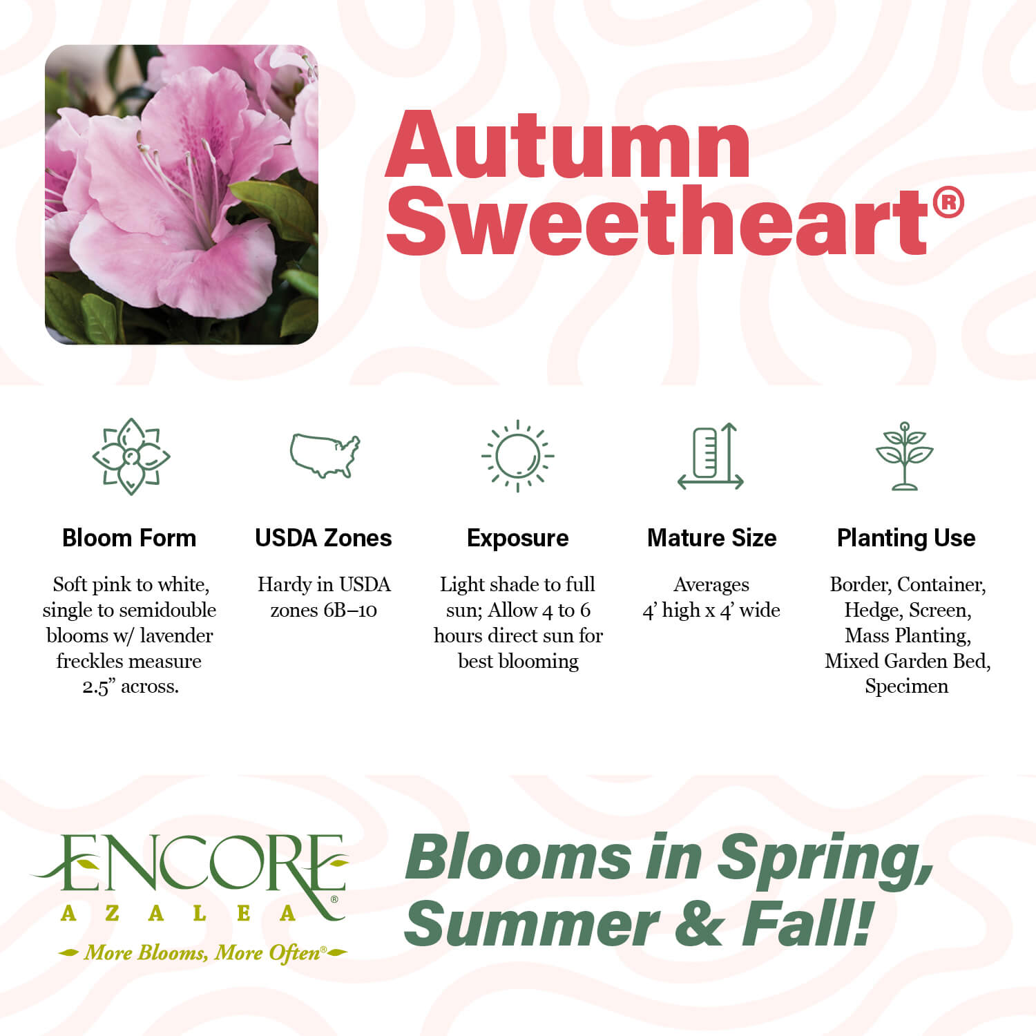 Autumn Sweetheart (Two Shades, One Azalea) | Encore Azalea