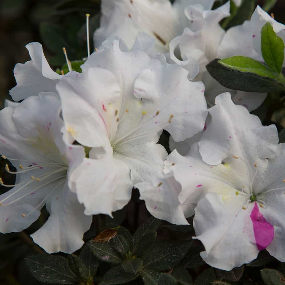 White azalea blooms with pink streaks on Starlite Encore Azalea plant