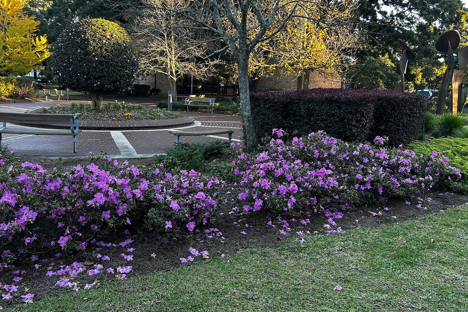 Autumn Lilac® | Encore Azalea