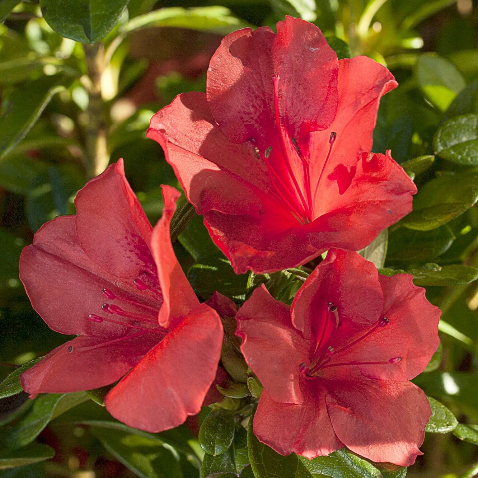 Close-up of three red flowers of the Encore Azalea Autumn Sunset with green leaves in the background