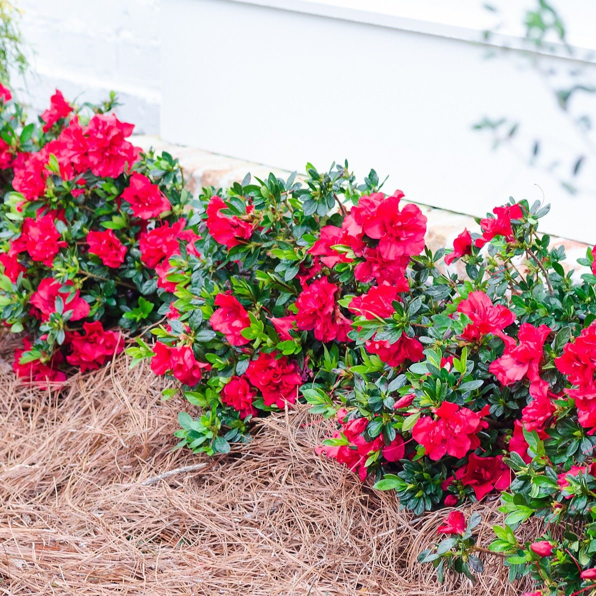 Autumn Bonfire® | Encore Azalea