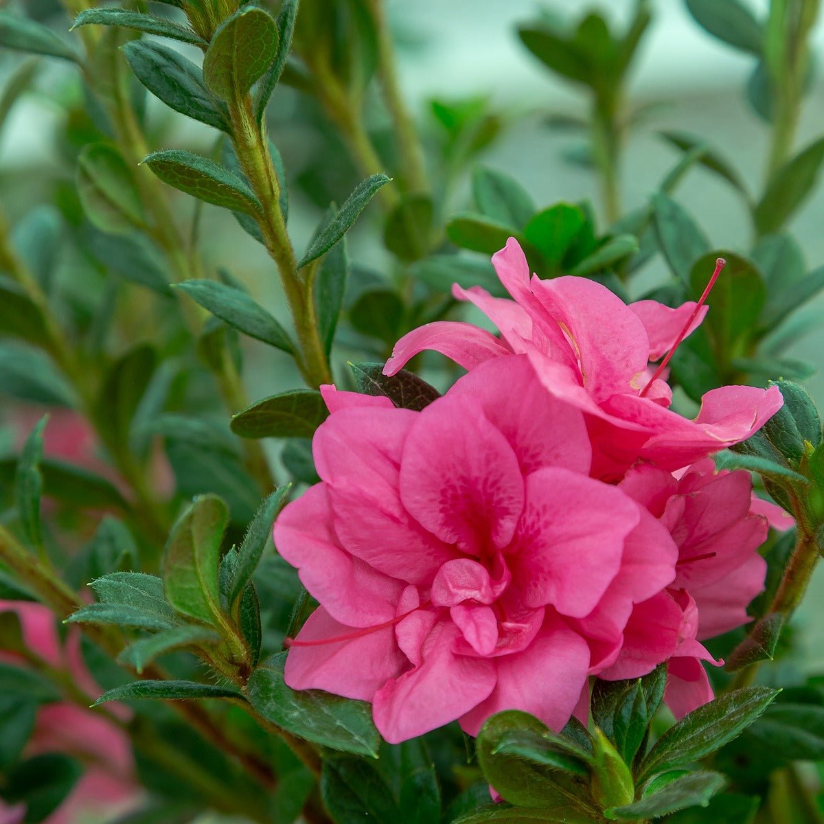 azalea flower seeds for sale Autumn Empress - Pink Reblooming Azalea