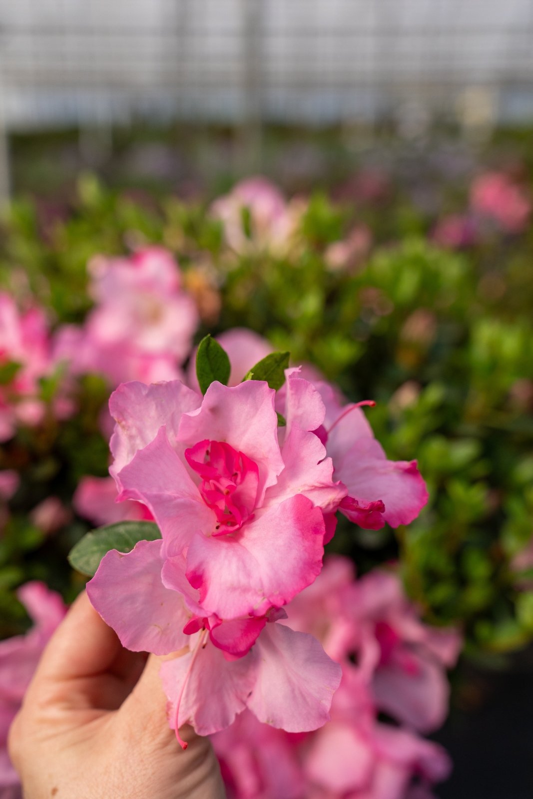 Autumn Kiss | Encore Azalea