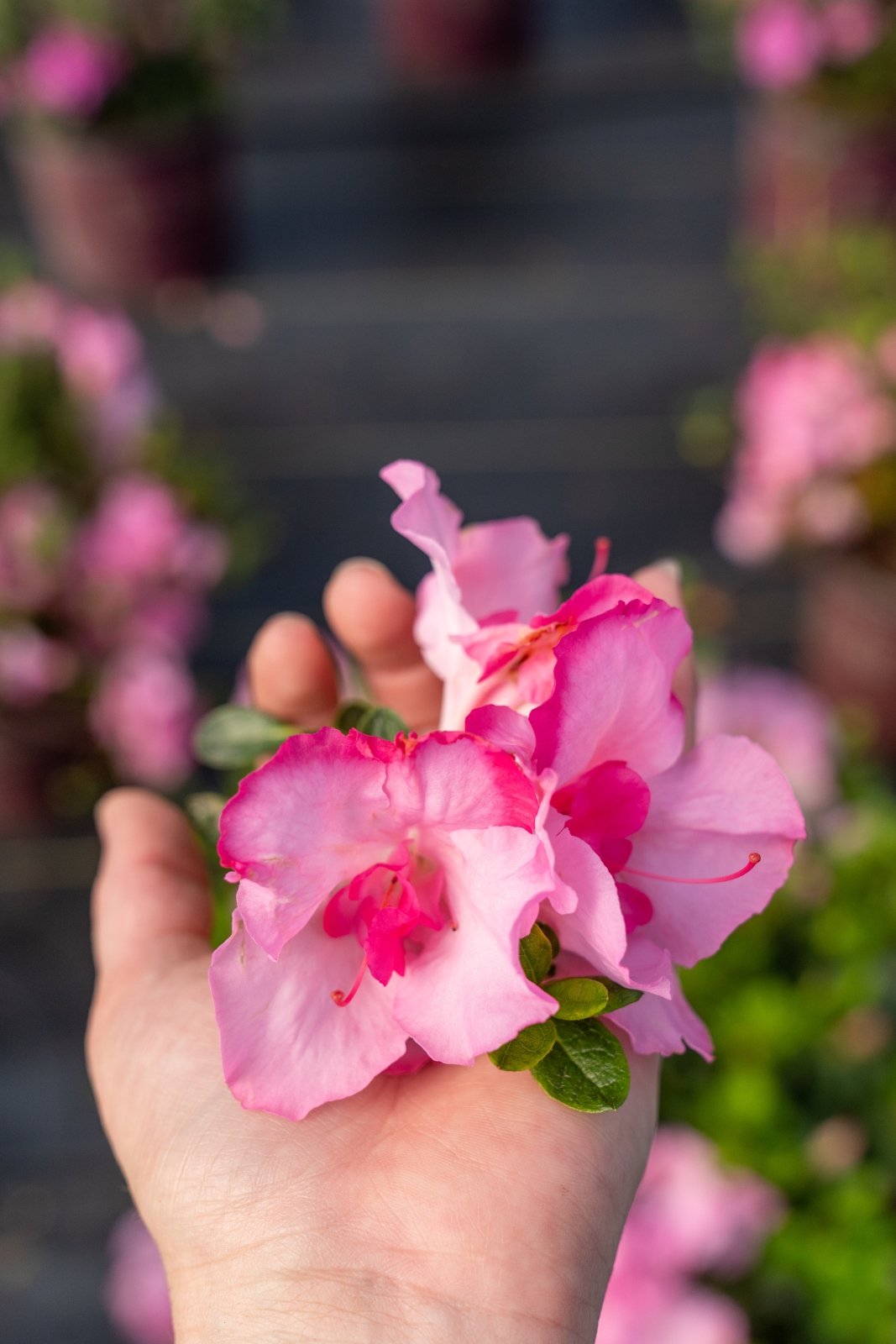 flower Zen Artistry T81-1 in Chicago IL - Soukal Floral Co. & Greenhouses