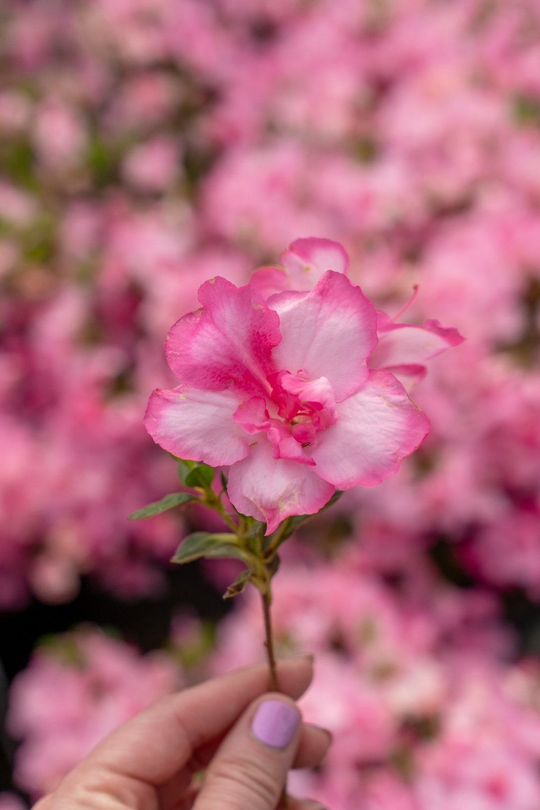 Autumn Kiss | Encore Azalea
