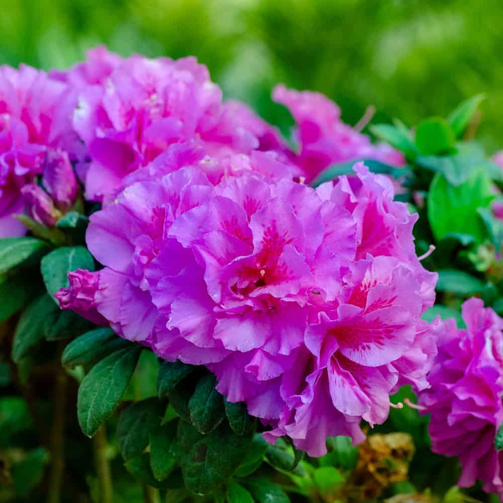 Autumn Majesty® | Encore Azalea