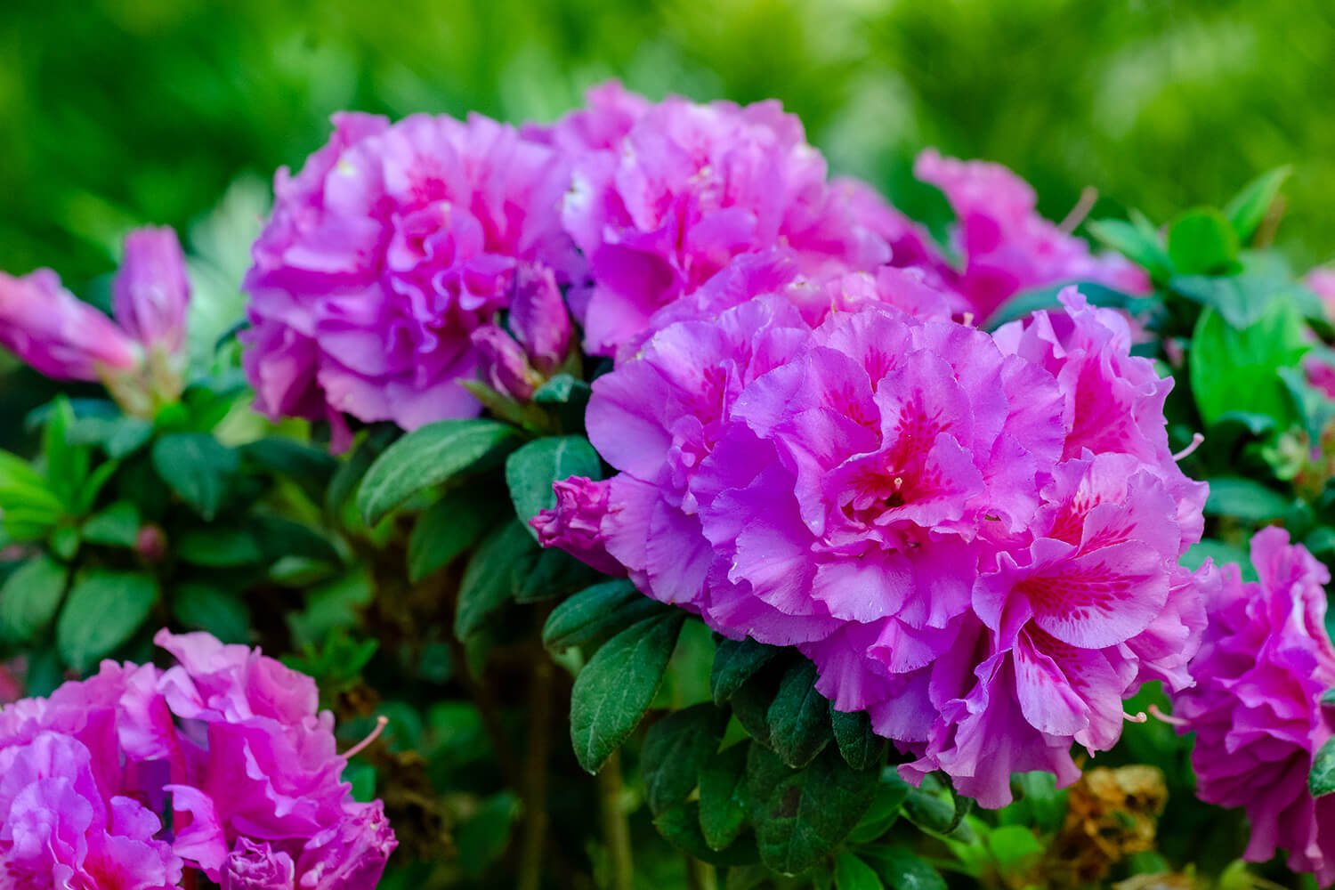 Autumn Majesty® | Encore Azalea