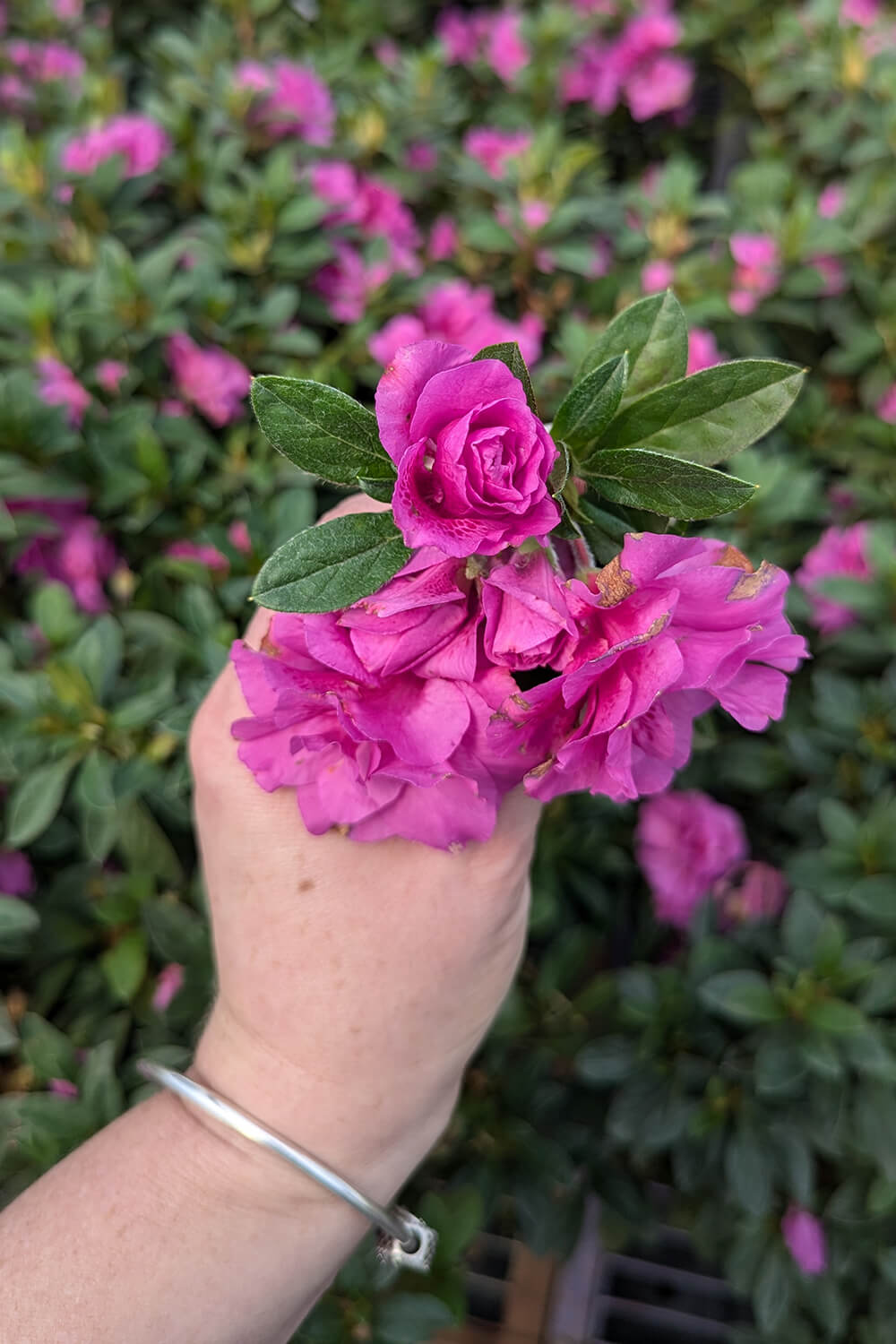 ボトル　インペリア　ザ・クイーン Autumn Majesty® | Encore Azalea