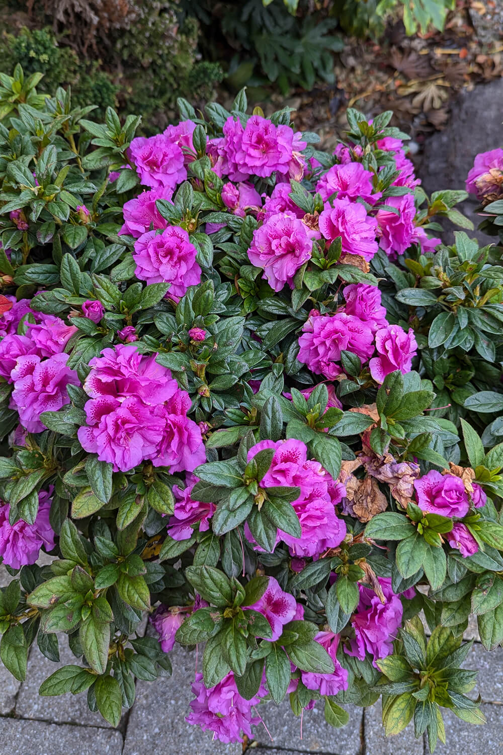 Autumn Majesty® | Encore Azalea